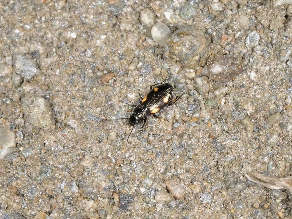 Lionychus quadrillum - (Carabidae)